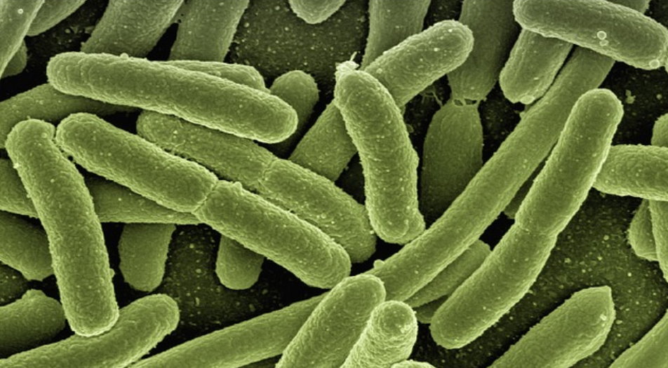 Infekcje wywołane przez pasożyty i bakterie