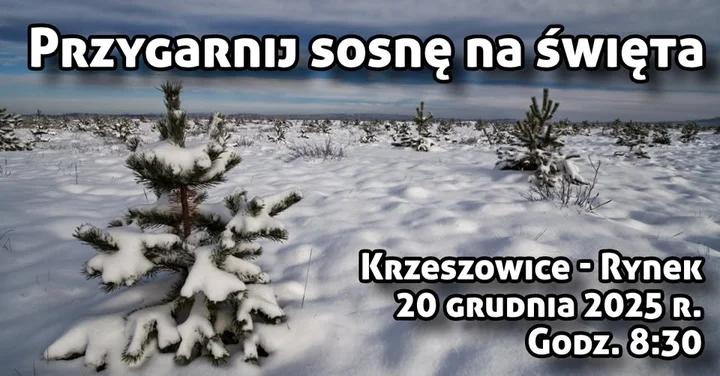 Grafika promocyjna wydarzenia Przygarnij sosnę na Święta — Krzeszowice